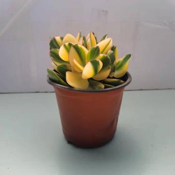 Ibinebenta ang Crassula Ovata