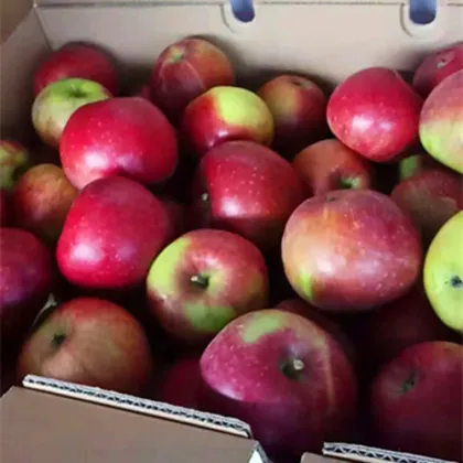 Liao Ning Dalian Jiguan Apple