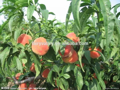 Fruit Tree Seeds Big Sweet Peach Seeds For Planting