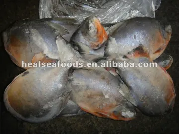 Frozen Red Pomfret