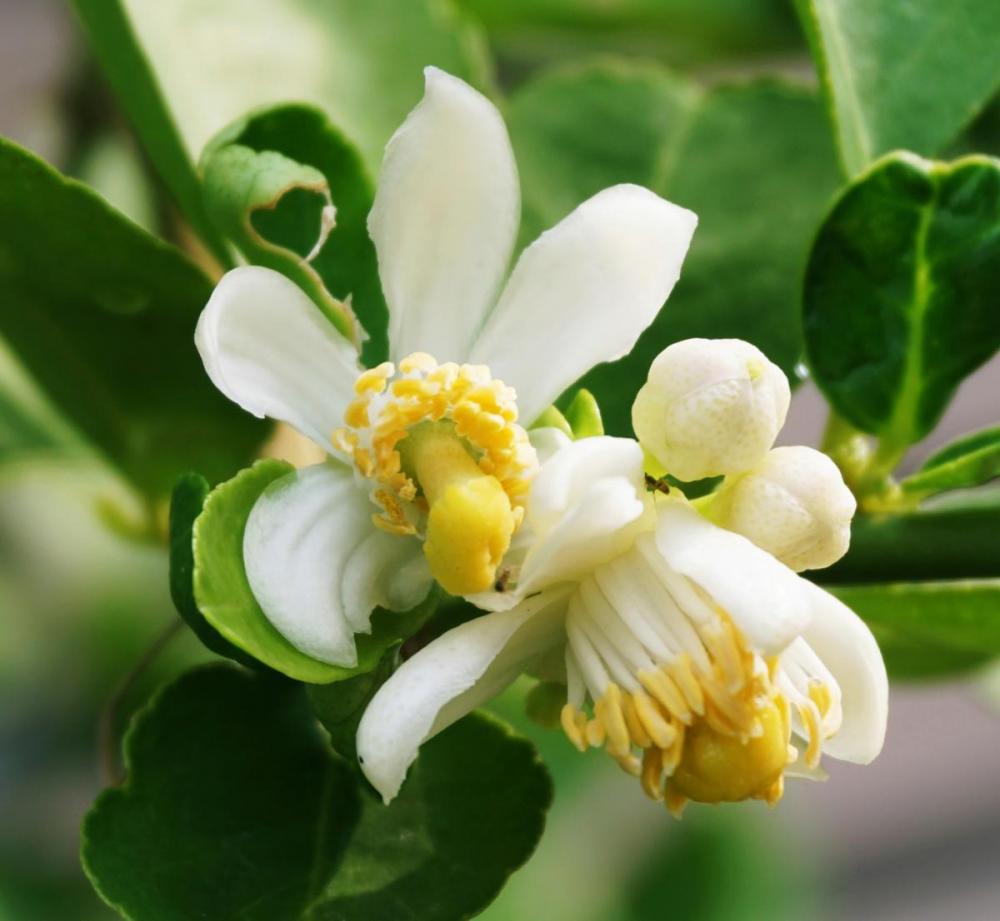 Aceite esencial de neroli OEM