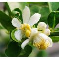 Aceite esencial de neroli OEM