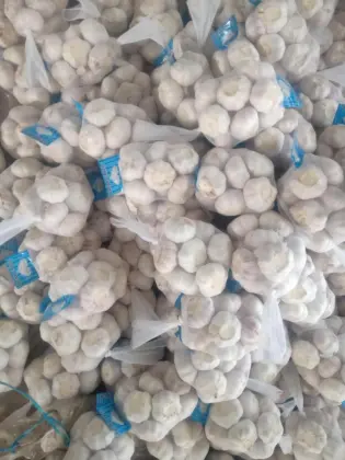 Good quality of new season garlic
