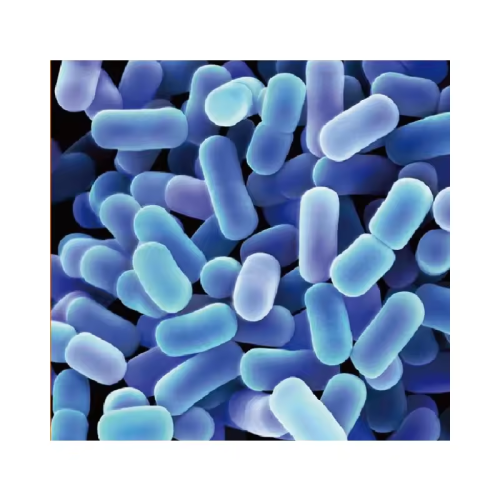 Probiotics Powder Lactobacillus plantarum