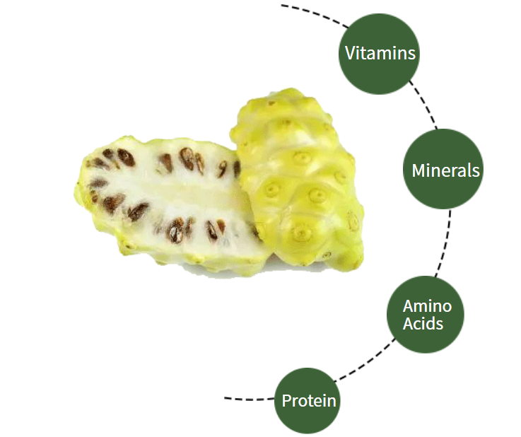 Noni Fruit Powder 2