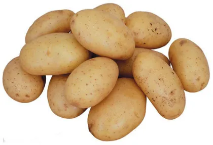 Fresh Potatoes Eco-Virus-Free Holland Potato