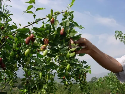 Pistachio and Almonds Harvesting Machines