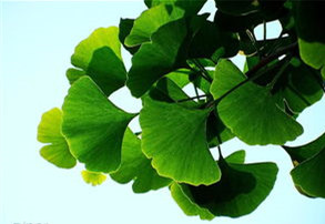 Natural Body Enhancement Gingko Biloba Leaf Extract