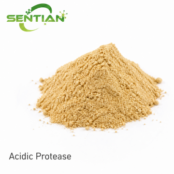 Acidic Protease Enzyme for Protein Hydrolysis & Brewing