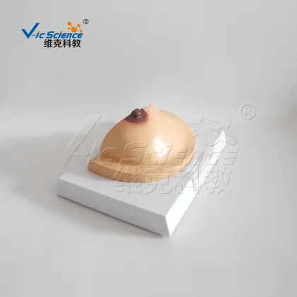 Pathological anatomy model of breast