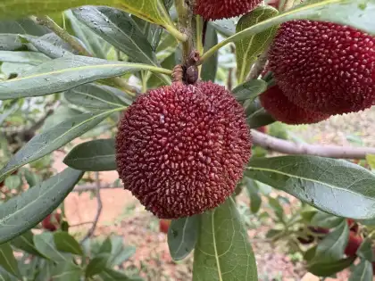 Premium Red Bayberry from Yunnan Highlands