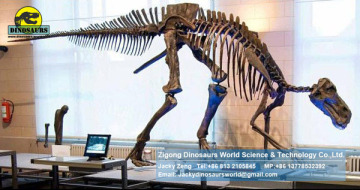 Hadrosaurs Skeleton