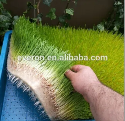 500KGS bean/barley/peanuts sprouts machine