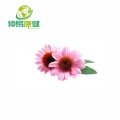 استخراج العناية بالبشرة echinacea purpurea