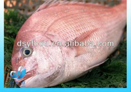 Frozen Red Sea bream fish whole round IQF