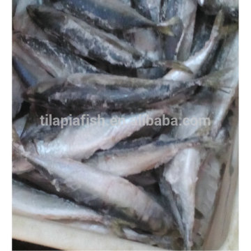 Frozen fish frozen atlantic mackerel