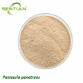 Pasteuria penetrans Biological Nematode Control Agent