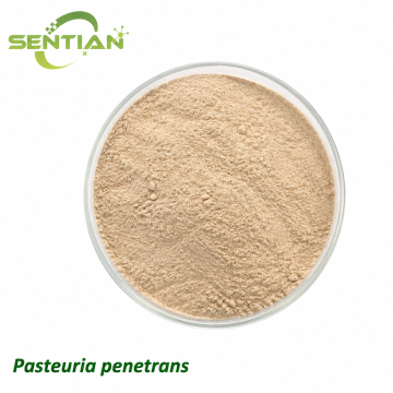 Pasteuria penetrans Biological Nematode Control Agent