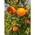 ماندارین شیرین Orah برای رشد بازار میوه های تازه