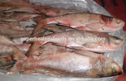 Frozen silver carp/Asian carp
