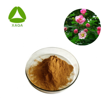 Althea Flower Hibiscus Extract Powder