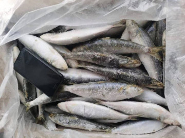Matière première congelée ronde BQF Sardinella Aurita