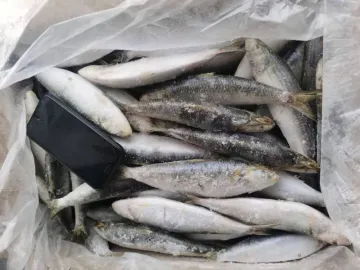 Frozen Raw Material Round Bqf Sardinella Aurita