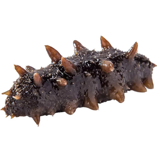 Sea Cucumber Peptide for Female Beauty