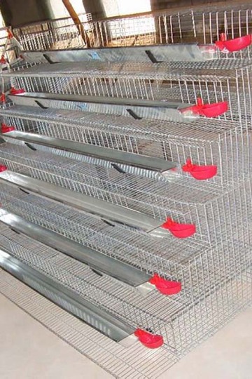 Quail Cage A/H Type 300-360 Capacity Galvanized Wire