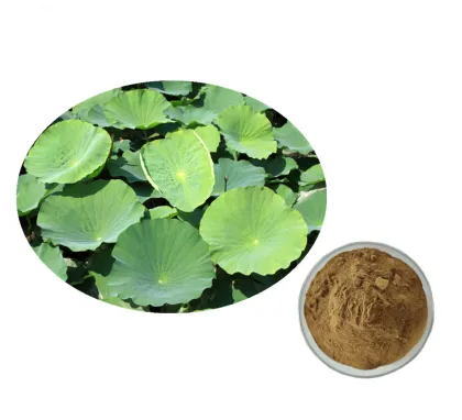 Lotus Leaf Extract powder for Weight Loss