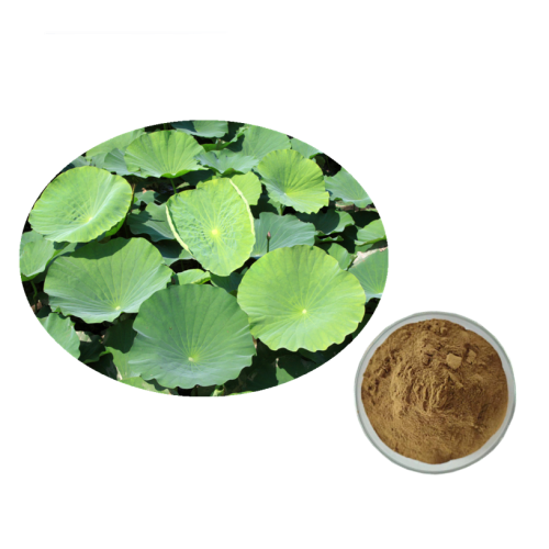 Lotus Leaf Extract powder for Weight Loss