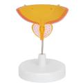/msite/products/detail/productid/63619787/id/1517769.html