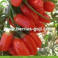 โรงงานขายส่งสินค้าราคาพิเศษมาตรฐานอียู Goji Berry