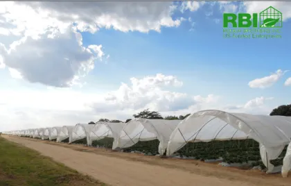 low cost greenhouse tunnel greenhouse single span greenhouse