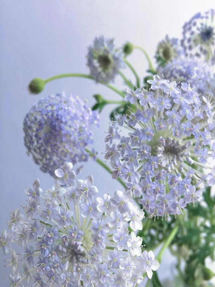Purple Lace Flower