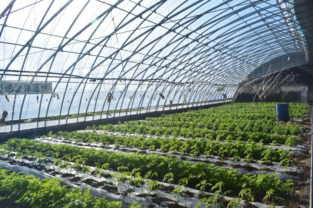 Greenhouse acionada por energia solar