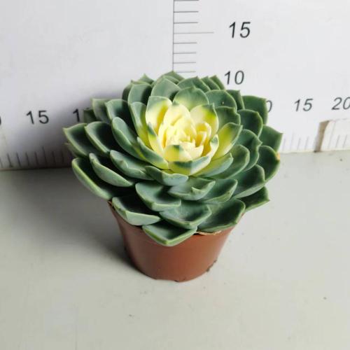 : Echeveria `julius` na may mabilis na paghahatid