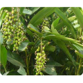 Organic Amomum Villosum Extract for Digestive Support and Balance