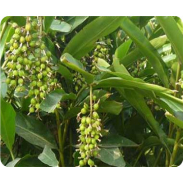 Organic Amomum Villosum Extract for Digestive Support and Balance