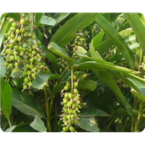 Organic Amomum Villosum Extract for Digestive Support and Balance
