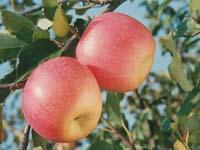 fresh chinese Fuji apple