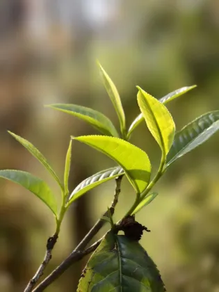 Handcrafted Pu'er White Tea Essence