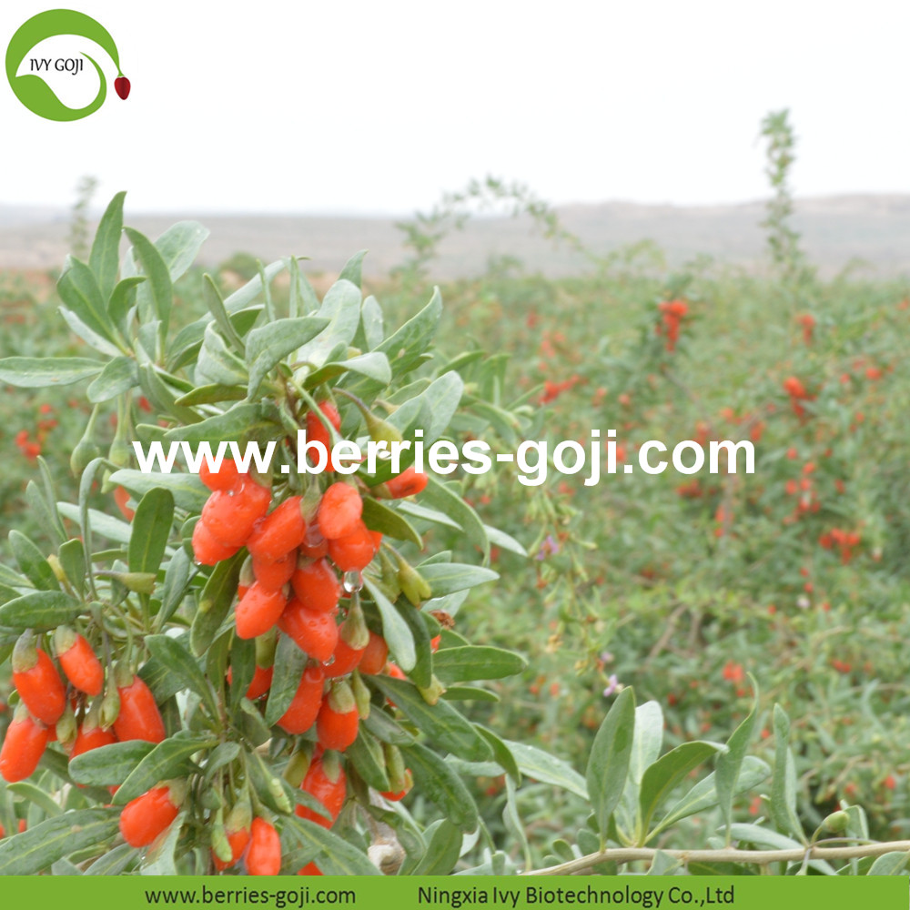 Goji berry