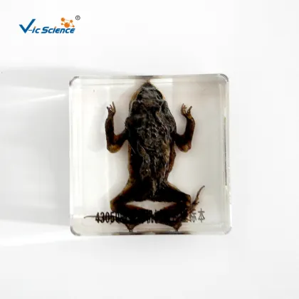 Embedded Specimen of Toad Animal Teaching Specimens