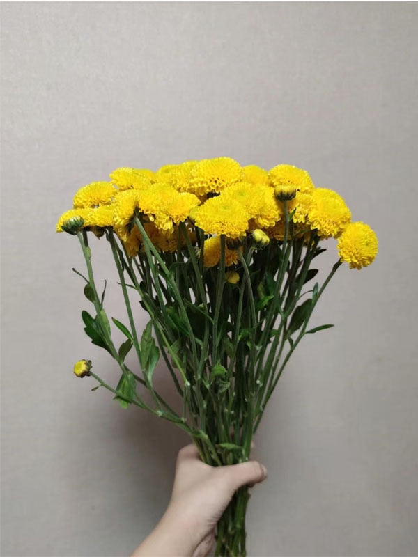 Lemon Yellow Pompon cut flower4