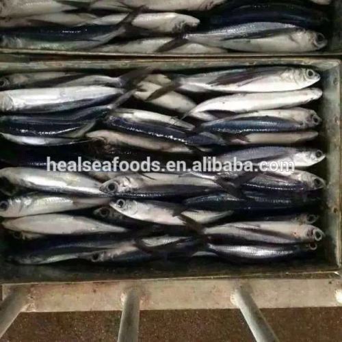 Chinese Anchovy Price For Canned