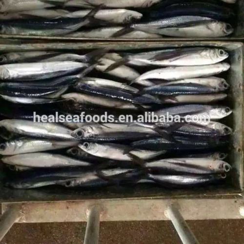Frozen Anchovies (10cm+ ), High Quality Frozen Anchovies (10cm+ ) on