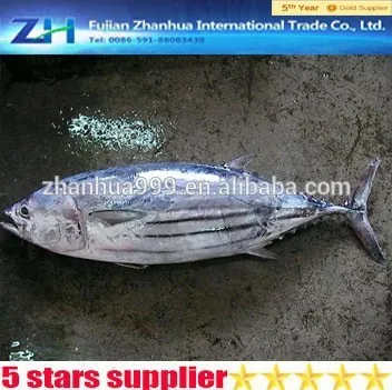 [ Skipjack ] Big size canned tuna fish for canning Katsuwonus pelamis