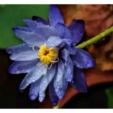 Natural Blue Lotus Flower Extract