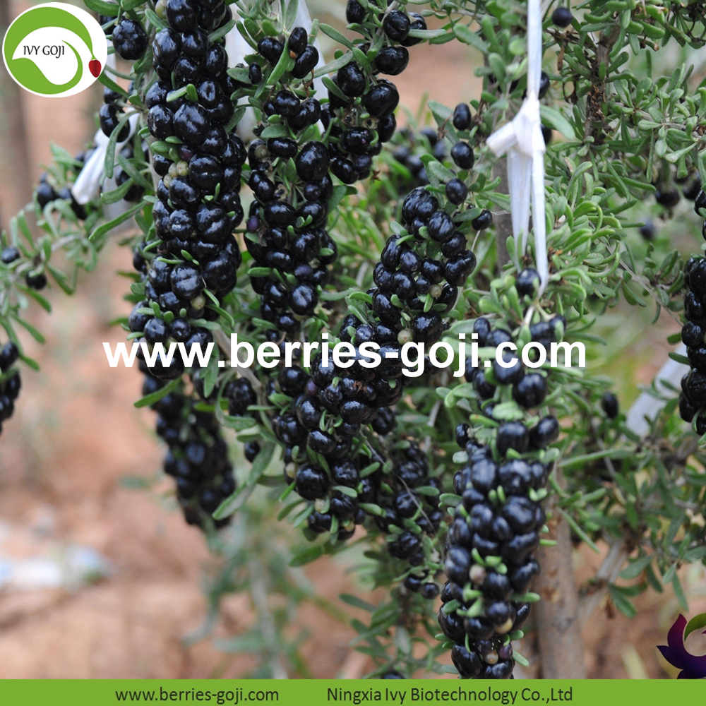 Healthy Black Dried Wolfberry